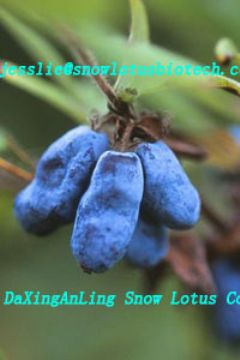 Lonicera Edulis Extract